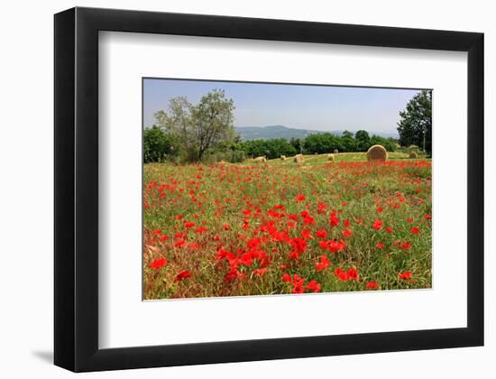 Poppy Field near Orvieto, Province of Terni, Umbria, Italy-null-Framed Art Print