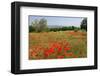 Poppy Field near Orvieto, Province of Terni, Umbria, Italy-null-Framed Art Print