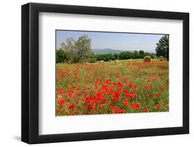 Poppy Field near Orvieto, Province of Terni, Umbria, Italy-null-Framed Art Print