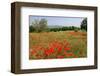 Poppy Field near Orvieto, Province of Terni, Umbria, Italy-null-Framed Art Print