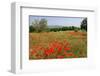 Poppy Field near Orvieto, Province of Terni, Umbria, Italy-null-Framed Art Print