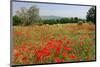 Poppy Field near Orvieto, Province of Terni, Umbria, Italy-null-Mounted Art Print