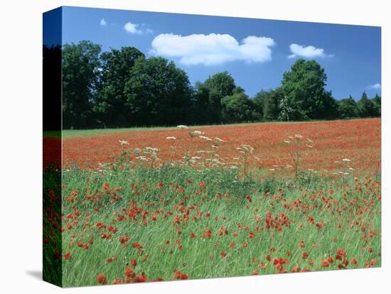 Poppy Field, Near Polesden Lacey, Surrey-Peter Thompson-Stretched Canvas