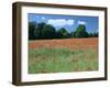 Poppy Field, Near Polesden Lacey, Surrey-Peter Thompson-Framed Photographic Print