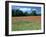 Poppy Field, Near Polesden Lacey, Surrey-Peter Thompson-Framed Photographic Print