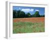 Poppy Field, Near Polesden Lacey, Surrey-Peter Thompson-Framed Photographic Print