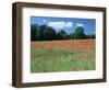 Poppy Field, Near Polesden Lacey, Surrey-Peter Thompson-Framed Photographic Print