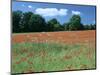 Poppy Field, Near Polesden Lacey, Surrey-Peter Thompson-Mounted Photographic Print