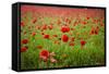 Poppy Field, Newark, Nottinghamshire, England, United Kingdom, Europe-Mark Mawson-Framed Stretched Canvas