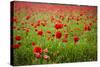 Poppy Field, Newark, Nottinghamshire, England, United Kingdom, Europe-Mark Mawson-Stretched Canvas