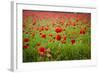 Poppy Field, Newark, Nottinghamshire, England, United Kingdom, Europe-Mark Mawson-Framed Photographic Print