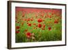 Poppy Field, Newark, Nottinghamshire, England, United Kingdom, Europe-Mark Mawson-Framed Photographic Print