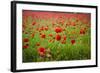 Poppy Field, Newark, Nottinghamshire, England, United Kingdom, Europe-Mark Mawson-Framed Photographic Print