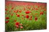 Poppy Field, Newark, Nottinghamshire, England, United Kingdom, Europe-Mark Mawson-Mounted Photographic Print