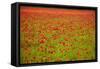 Poppy Field, Newark, Nottinghamshire, England, United Kingdom, Europe-Mark Mawson-Framed Stretched Canvas