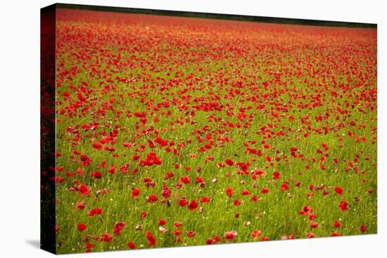 Poppy Field, Newark, Nottinghamshire, England, United Kingdom, Europe-Mark Mawson-Stretched Canvas