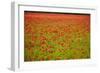 Poppy Field, Newark, Nottinghamshire, England, United Kingdom, Europe-Mark Mawson-Framed Photographic Print