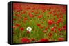 Poppy Field, Newark, Nottinghamshire, England, United Kingdom, Europe-Mark Mawson-Framed Stretched Canvas