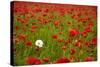 Poppy Field, Newark, Nottinghamshire, England, United Kingdom, Europe-Mark Mawson-Stretched Canvas