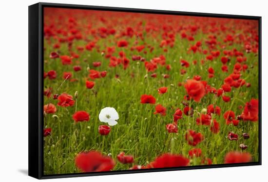 Poppy Field, Newark, Nottinghamshire, England, United Kingdom, Europe-Mark Mawson-Framed Stretched Canvas