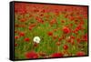 Poppy Field, Newark, Nottinghamshire, England, United Kingdom, Europe-Mark Mawson-Framed Stretched Canvas