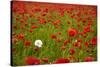 Poppy Field, Newark, Nottinghamshire, England, United Kingdom, Europe-Mark Mawson-Stretched Canvas