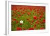 Poppy Field, Newark, Nottinghamshire, England, United Kingdom, Europe-Mark Mawson-Framed Photographic Print