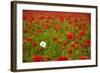 Poppy Field, Newark, Nottinghamshire, England, United Kingdom, Europe-Mark Mawson-Framed Photographic Print