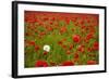 Poppy Field, Newark, Nottinghamshire, England, United Kingdom, Europe-Mark Mawson-Framed Photographic Print