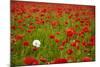 Poppy Field, Newark, Nottinghamshire, England, United Kingdom, Europe-Mark Mawson-Mounted Photographic Print