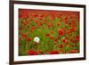 Poppy Field, Newark, Nottinghamshire, England, United Kingdom, Europe-Mark Mawson-Framed Photographic Print