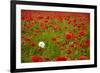 Poppy Field, Newark, Nottinghamshire, England, United Kingdom, Europe-Mark Mawson-Framed Photographic Print