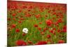 Poppy Field, Newark, Nottinghamshire, England, United Kingdom, Europe-Mark Mawson-Mounted Photographic Print