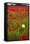 Poppy Field, Newark, Nottinghamshire, England, United Kingdom, Europe-Mark Mawson-Framed Stretched Canvas