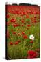 Poppy Field, Newark, Nottinghamshire, England, United Kingdom, Europe-Mark Mawson-Stretched Canvas