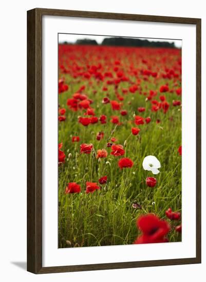 Poppy Field, Newark, Nottinghamshire, England, United Kingdom, Europe-Mark Mawson-Framed Photographic Print