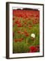 Poppy Field, Newark, Nottinghamshire, England, United Kingdom, Europe-Mark Mawson-Framed Photographic Print