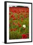 Poppy Field, Newark, Nottinghamshire, England, United Kingdom, Europe-Mark Mawson-Framed Photographic Print