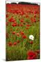 Poppy Field, Newark, Nottinghamshire, England, United Kingdom, Europe-Mark Mawson-Mounted Photographic Print