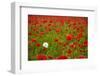 Poppy Field, Newark, Nottinghamshire, England, United Kingdom, Europe-Mark Mawson-Framed Photographic Print