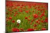 Poppy Field, Newark, Nottinghamshire, England, United Kingdom, Europe-Mark Mawson-Mounted Photographic Print