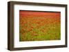 Poppy Field, Newark, Nottinghamshire, England, United Kingdom, Europe-Mark Mawson-Framed Photographic Print