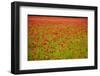 Poppy Field, Newark, Nottinghamshire, England, United Kingdom, Europe-Mark Mawson-Framed Photographic Print