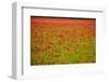 Poppy Field, Newark, Nottinghamshire, England, United Kingdom, Europe-Mark Mawson-Framed Photographic Print