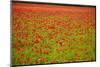 Poppy Field, Newark, Nottinghamshire, England, United Kingdom, Europe-Mark Mawson-Mounted Photographic Print