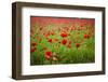 Poppy Field, Newark, Nottinghamshire, England, United Kingdom, Europe-Mark Mawson-Framed Photographic Print