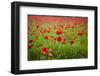 Poppy Field, Newark, Nottinghamshire, England, United Kingdom, Europe-Mark Mawson-Framed Photographic Print