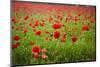 Poppy Field, Newark, Nottinghamshire, England, United Kingdom, Europe-Mark Mawson-Mounted Photographic Print