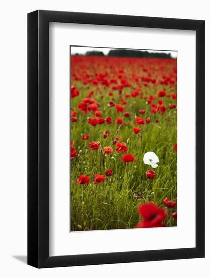 Poppy Field, Newark, Nottinghamshire, England, United Kingdom, Europe-Mark Mawson-Framed Photographic Print