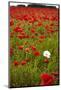 Poppy Field, Newark, Nottinghamshire, England, United Kingdom, Europe-Mark Mawson-Mounted Photographic Print